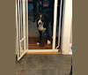 Darla, an American Bully and German Shepherd Dog mix tested with EmbarkVet.com