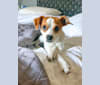 Kevin, a Rat Terrier and Shih Tzu mix tested with EmbarkVet.com