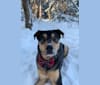 Louis, a Labrador Retriever and Siberian Husky mix tested with EmbarkVet.com