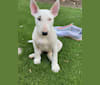 Rosie, a Bull Terrier tested with EmbarkVet.com