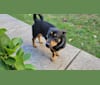 Fenrir, a Chihuahua and Rottweiler mix tested with EmbarkVet.com