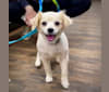Dug, a Chihuahua and Poodle (Small) mix tested with EmbarkVet.com