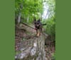 Rhett, a Catahoula Leopard Dog and Siberian Husky mix tested with EmbarkVet.com
