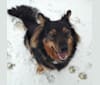 Dakota Grace, a German Shepherd Dog and Australian Cattle Dog mix tested with EmbarkVet.com
