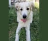 Everest, a Great Pyrenees tested with EmbarkVet.com