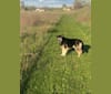 Brody, a German Shepherd Dog and Labrador Retriever mix tested with EmbarkVet.com
