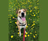 Dobi, a Boxer and German Shepherd Dog mix tested with EmbarkVet.com