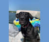 Buddy, a Labrador Retriever and American Pit Bull Terrier mix tested with EmbarkVet.com