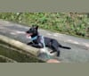Bear, a Hong Kong Village Dog tested with EmbarkVet.com