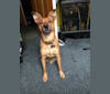 Brody, a Miniature Pinscher and Rottweiler mix tested with EmbarkVet.com