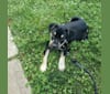 Photo of Chopper, an American Pit Bull Terrier, Australian Cattle Dog, and Miniature Schnauzer mix in Texas, USA