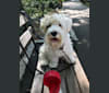 Pippa, a Sealyham Terrier tested with EmbarkVet.com