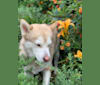 Mr. Bear, a Siberian Husky and German Shepherd Dog mix tested with EmbarkVet.com
