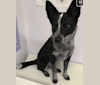 Chef, an Australian Cattle Dog and Chow Chow mix tested with EmbarkVet.com