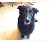 Zane, a Shetland Sheepdog and Labrador Retriever mix tested with EmbarkVet.com