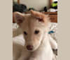 Daisy, a Japanese or Korean Village Dog and Jindo mix tested with EmbarkVet.com