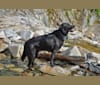 Boe, a Labrador Retriever and Australian Cattle Dog mix tested with EmbarkVet.com