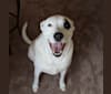 Photo of Petey, an Australian Cattle Dog, Staffordshire Terrier, Chow Chow, Dalmatian, and Mixed mix in Arizona, USA