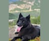Yara, a Labrador Retriever and Alaskan-type Husky mix tested with EmbarkVet.com