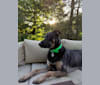 Jackson, a German Shepherd Dog and Boxer mix tested with EmbarkVet.com