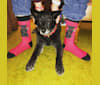 Kaali, an Australian Cattle Dog and German Shepherd Dog mix tested with EmbarkVet.com