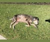 Theodore, a Catahoula Leopard Dog tested with EmbarkVet.com