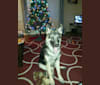 Luke, a German Shepherd Dog tested with EmbarkVet.com