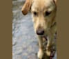 Photo of Walton, a Labrador Retriever and Beagle mix in Tupelo, Mississippi, USA