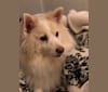 Zoë, an American Eskimo Dog (35.5% unresolved) tested with EmbarkVet.com