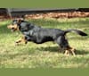 Rosco, a Basset Hound and Rottweiler mix tested with EmbarkVet.com