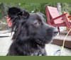 Conrad, an Australian Cattle Dog and Australian Shepherd mix tested with EmbarkVet.com