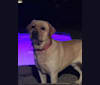 Gauge, a Labrador Retriever tested with EmbarkVet.com
