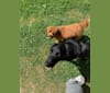 Photo of Ziggy, an Australian Cattle Dog, Collie, Norwegian Elkhound, and Australian Shepherd mix in Virginia, USA