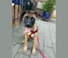 Ellie, a Boxer and German Shepherd Dog mix tested with EmbarkVet.com