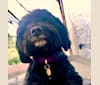 Charles Xavier "Chuck" Blackmon, a Poodle (Small) and Labrador Retriever mix tested with EmbarkVet.com