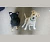 Bailey and JD, a Russell-type Terrier and Shetland Sheepdog mix tested with EmbarkVet.com
