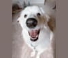 Finn, a Great Pyrenees and Beagle mix tested with EmbarkVet.com