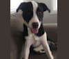 Piper, an American Pit Bull Terrier and English Shepherd mix tested with EmbarkVet.com