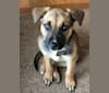 Nova, an American Pit Bull Terrier and German Shepherd Dog mix tested with EmbarkVet.com