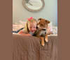 Betsy, a Boxer and Beagle mix tested with EmbarkVet.com