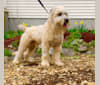 Top Gun, a Soft Coated Wheaten Terrier tested with EmbarkVet.com