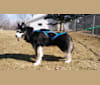 Aurora, a Siberian Husky tested with EmbarkVet.com