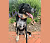 Cable, an Australian Cattle Dog and Siberian Husky mix tested with EmbarkVet.com