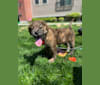 Rudder, a Labrador Retriever and Chow Chow mix tested with EmbarkVet.com