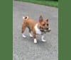 Romeo, a Taco Terrier tested with EmbarkVet.com