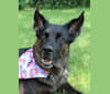Biggie, a German Shepherd Dog and Cane Corso mix tested with EmbarkVet.com