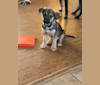 Mittsie Winkelman, a Siberian Husky and German Shepherd Dog mix tested with EmbarkVet.com