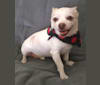Photo of Taco Schrödinger, a Chihuahua and Poodle (Small) mix in Las Vegas, Nevada, USA