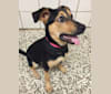 Xena, a German Shepherd Dog and Rottweiler mix tested with EmbarkVet.com