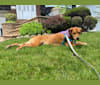 Milo, a Labrador Retriever and Basset Hound mix tested with EmbarkVet.com